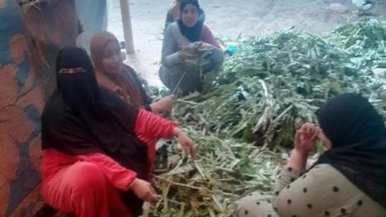 مشروع دولي ينشئ 16 مدرسة حقلية لإنقاذ دلتا مصر من الغرق الملحي